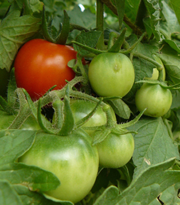 Tomato Vegetable Flats - 32 Count